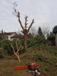 Élagage d'arbres à L'Union
